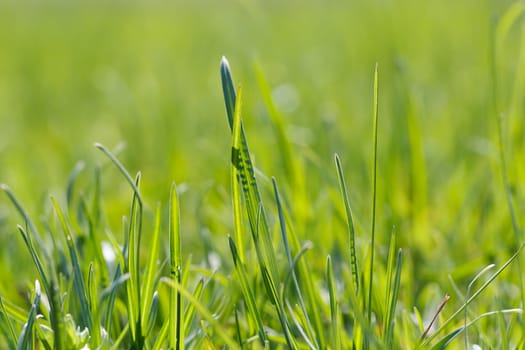 Photo lush green lawn in sunlight.
