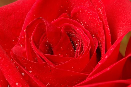 Beautiful red rose with water droplets.