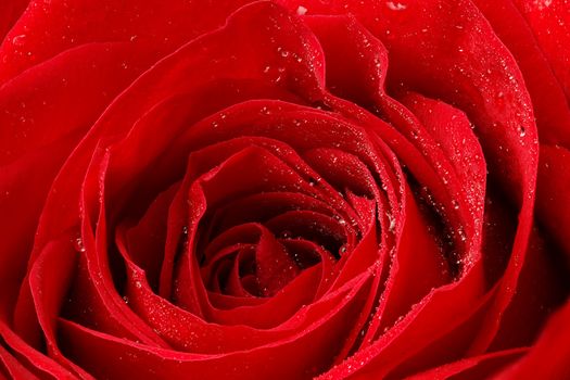 Beautiful red rose with water droplets.