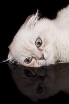 Lop-eared kitten on a magnificent black background.