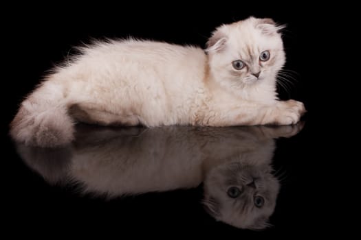 Lop-eared kitten on a magnificent black background.