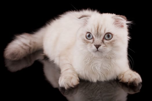 Lop-eared kitten on a magnificent black background.