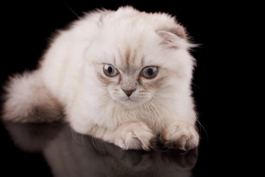 Lop-eared kitten on a magnificent black background.