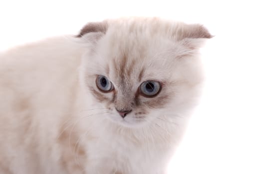 Lop-eared kitten on a magnificent white background.