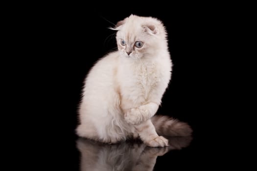 Lop-eared kitten on a magnificent black background.