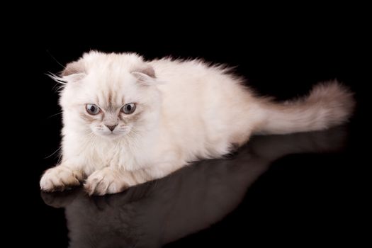 Lop-eared kitten on a magnificent black background.