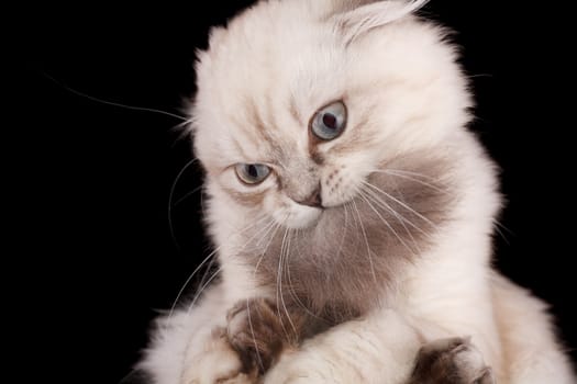 Lop-eared kitten on a magnificent black background.