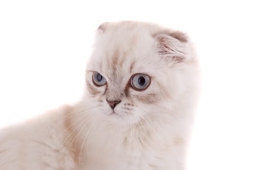 Lop-eared kitten on a magnificent white background.