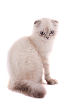 Lop-eared kitten on a magnificent white background.