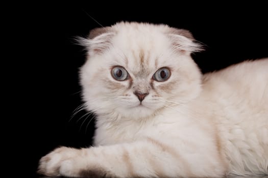 Lop-eared kitten on a magnificent black background.