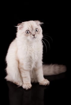 Lop-eared kitten on a magnificent black background.