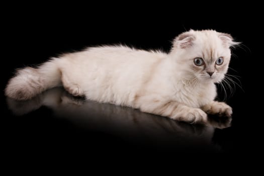 Lop-eared kitten on a magnificent black background.