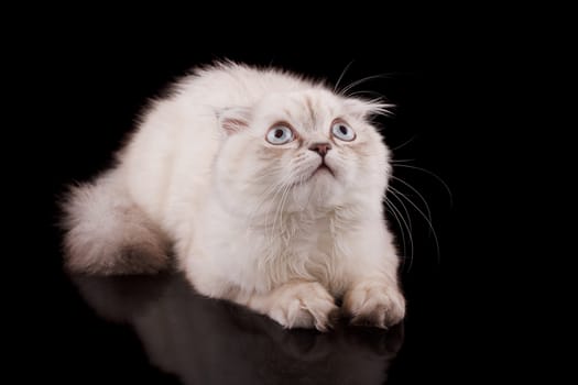 Lop-eared kitten on a magnificent black background.