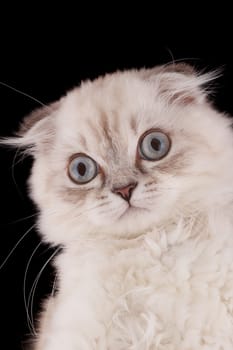 Lop-eared kitten on a magnificent black background.