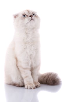 Lop-eared kitten on a magnificent white background.