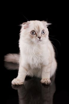 Lop-eared kitten on a magnificent black background.