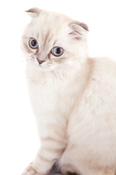 Lop-eared kitten on a magnificent white background.