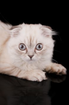 Lop-eared kitten on a magnificent black background.