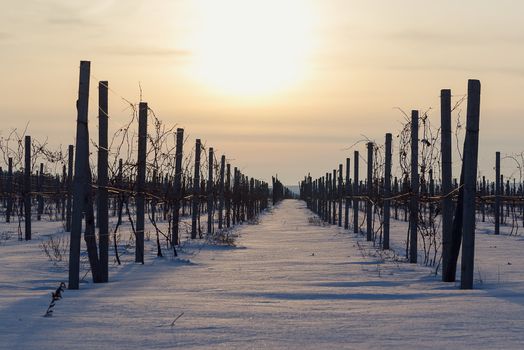 Panorama of the vineyard in the winter at sunset.