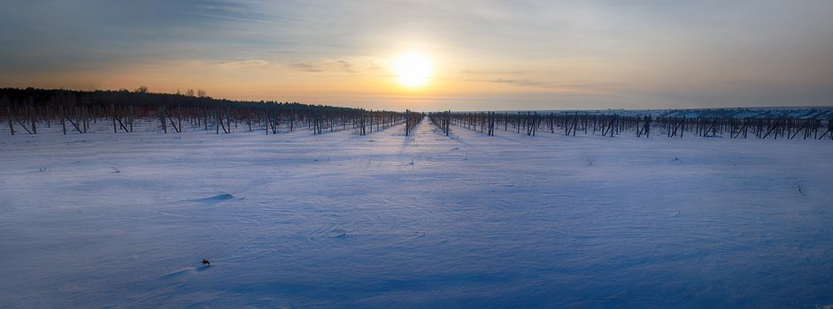 Panorama of the vineyard in the winter at sunset.