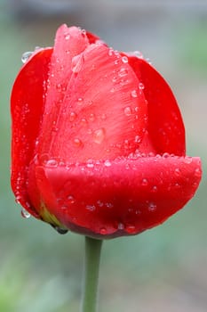 Photoography of a beautiful flowering flower in the spring.