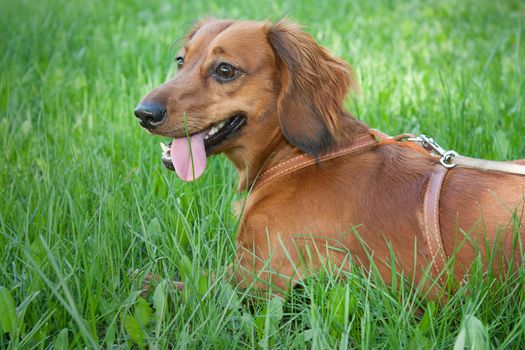 Ginger dachshund sitting in the middle of green grass.