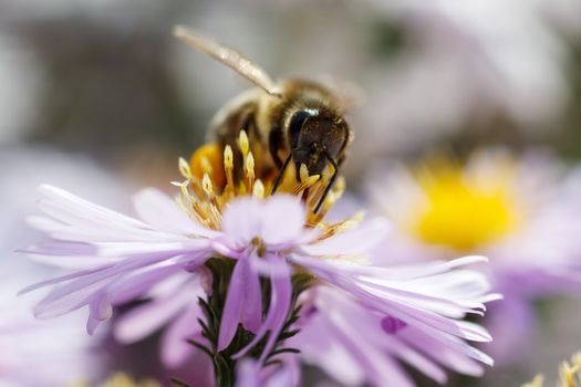 A bee collects ardent on the red and yellow flowers.