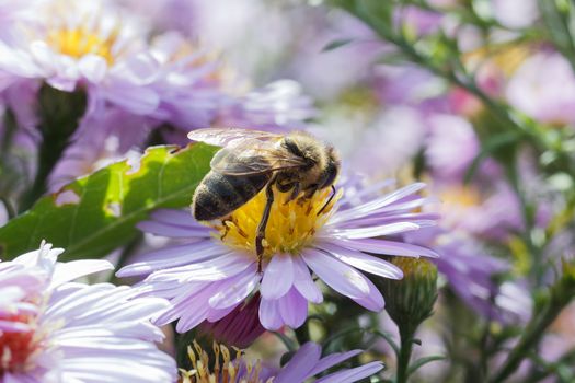 A bee collects ardent on the red and yellow flowers.