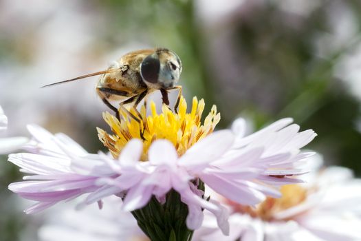 A bee collects ardent on the red and yellow flowers.