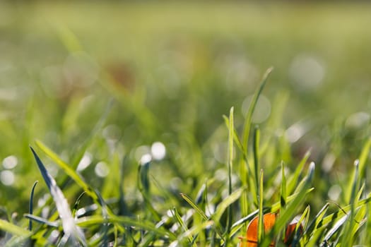 Photo lush green lawn in sunlight.
