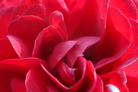 Beautiful red rose with water droplets.