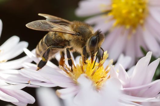 A bee collects ardent on the red and yellow flowers.