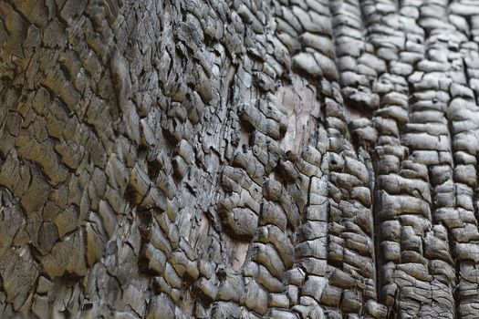 Photo charred tree trunk.