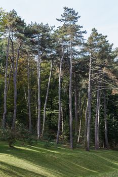 Photo of the trunk and branches of old pine.