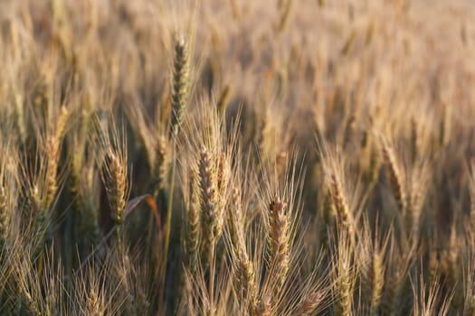 Photograph on the field of ripe golden wheat.