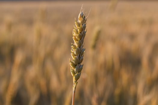 Photograph on the field of ripe golden wheat.