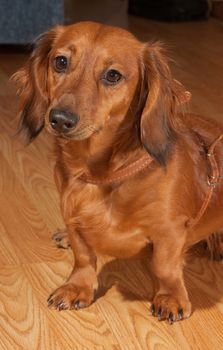 Ginger dachshund is on the woods.