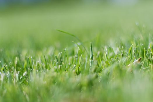 The photos are beautiful, green, bright plants in daylight.
