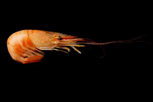 Cooked, unpeeled shrimp on a black background