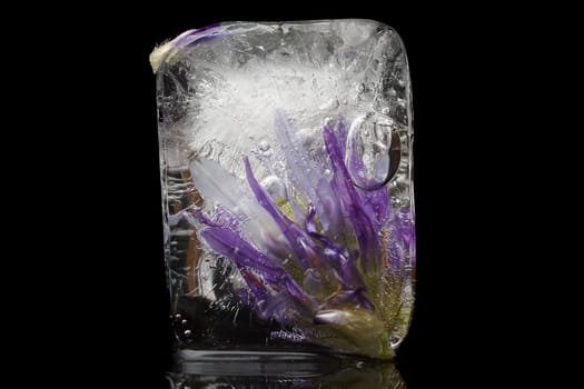 Purple flower frozen in ice cube on a black background.