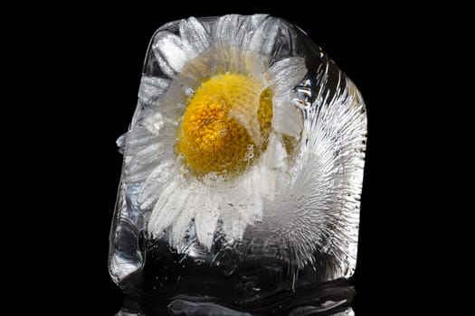 Chamomile frozen in ice cube on a black background.