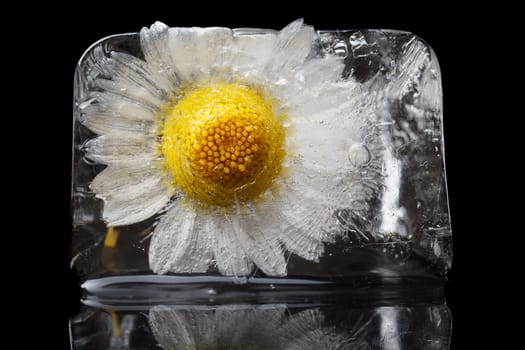 Chamomile frozen in ice cube on a black background.