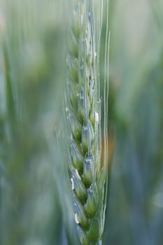 Photo of green wheat field.