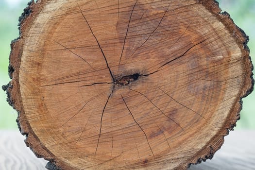 Felled tree trunk lying on the wood background outdoor.