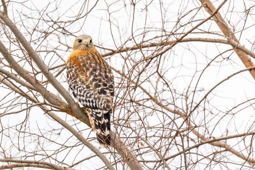 California Red Hawk Watching From the Tree.