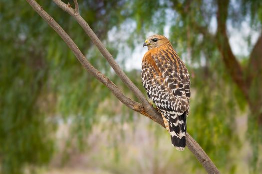 California Red Hawk Watching From the Tree.