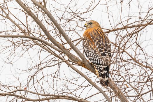 California Red Hawk Watching From the Tree.