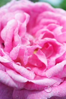 Beautiful pink tea rose with water droplets.