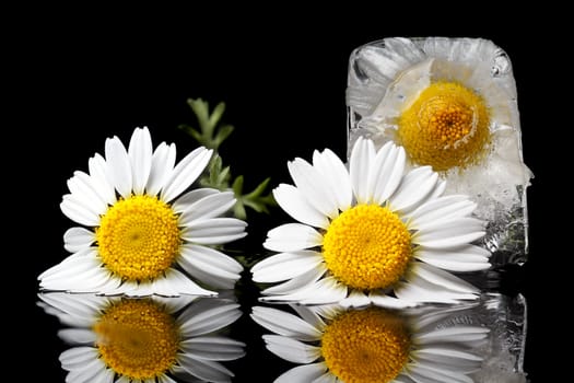 Chamomile frozen in ice cube on a black background.