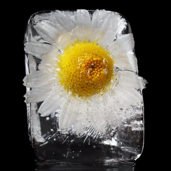 Chamomile frozen in ice cube on a black background.